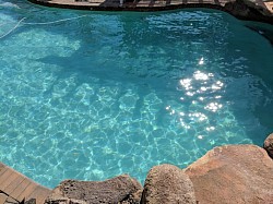 Pool cleaning and service